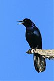 Boat-tailed Grackleborder=